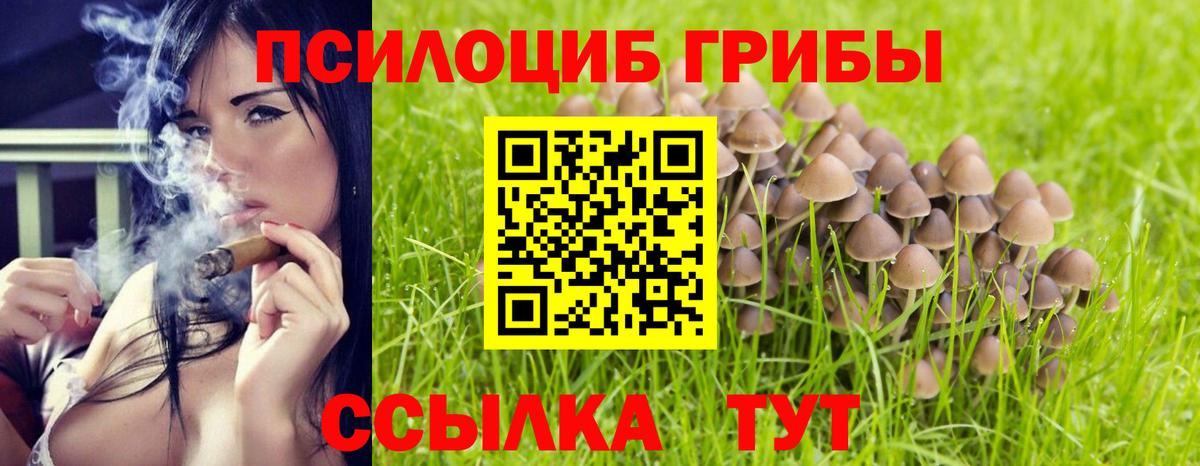 Псилоцибиновые грибы Psilocybe Гудермес
